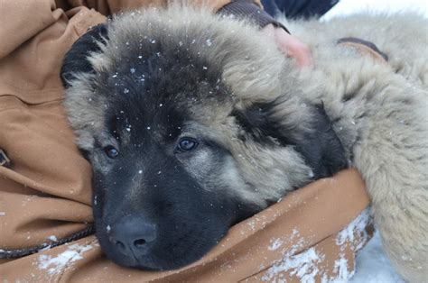 caucasian shepherd puppy for sale ontario|Caucasian Shepherd .